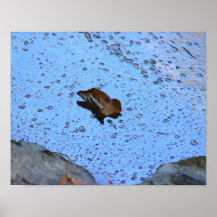 Leaf Foto Poster