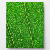 Leaf Fotoplatte (Vorderseite)
