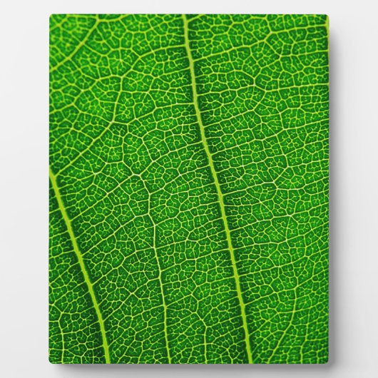 Leaf Fotoplatte (Vorderseite)