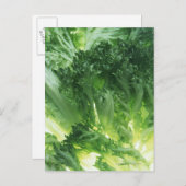 Leaf Lettuce Postkarte (Vorne/Hinten)