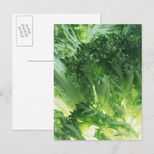 Leaf Lettuce Postkarte (Vorne/Hinten)