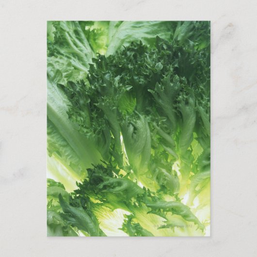 Leaf Lettuce Postkarte (Vorderseite)