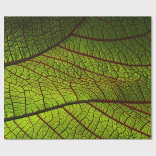 Leaf macro veins leaf veins green geschenkpapier (Flach)