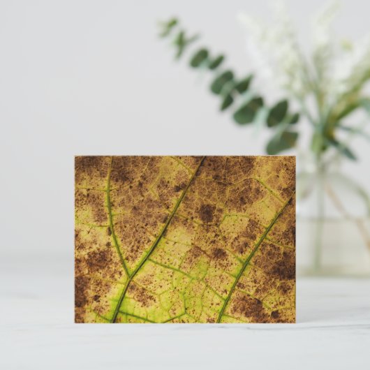 Leaf - Makro Image Fall Herbstblätter Postkarte (Stehend Vorderseite)