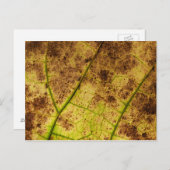 Leaf - Makro Image Fall Herbstblätter Postkarte (Vorne/Hinten)