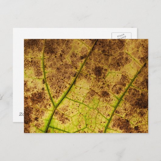 Leaf - Makro Image Fall Herbstblätter Postkarte (Vorne/Hinten)