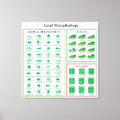Leaf Morphology Chart Leinwanddruck (Vorderseite)