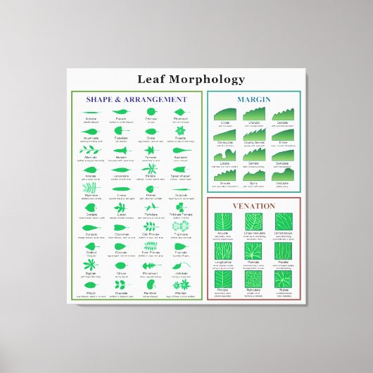 Leaf Morphology Chart Leinwanddruck (Vorderseite)