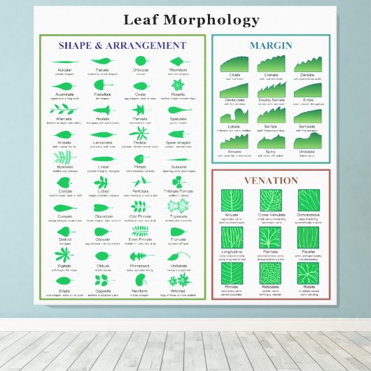 Leaf Morphology Chart Leinwanddruck (Insitu (Holzboden))