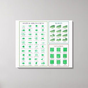 Leaf Morphology Chart Margin Form Venation Leinwanddruck