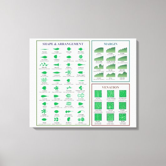 Leaf Morphology Chart Margin Form Venation Leinwanddruck (Vorderseite)