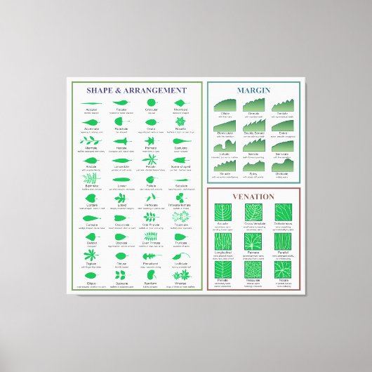 Leaf Morphology Chart Margin Form Venation Leinwanddruck (Vorderseite)