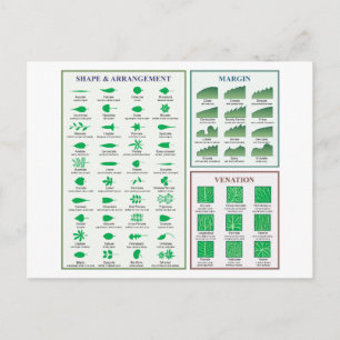 Leaf Morphology Chart Margin Form Venation Postkarte