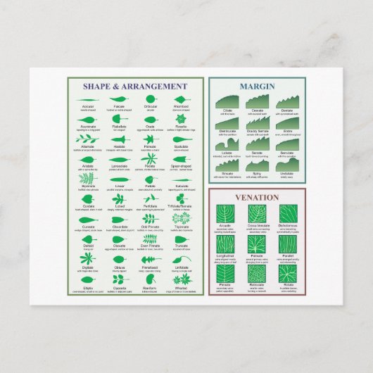 Leaf Morphology Chart Margin Form Venation Postkarte (Vorderseite)