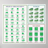 Leaf Morphology Chart Margin Gestaltungspanster Poster (Vorne)
