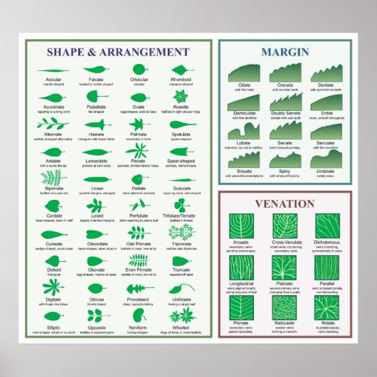 Leaf Morphology Chart Margin Gestaltungspanster Poster (Vorne)