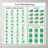Leaf Morphology Chart Poster (Vorne)