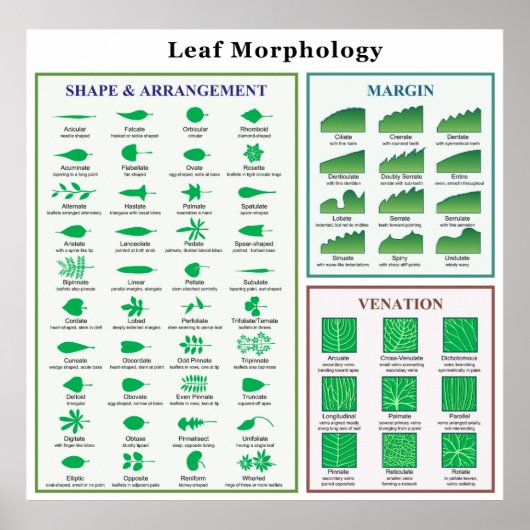 Leaf Morphology Chart Poster (Vorne)