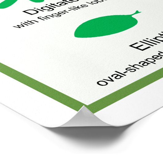 Leaf Morphology Chart Poster (Ecke)