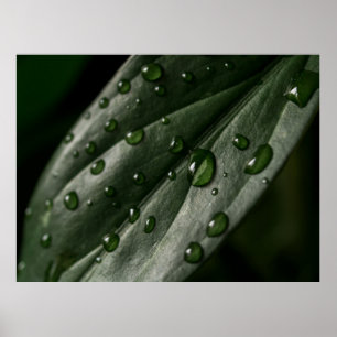 Leaf Pflanze Textur Tropfen Wasser Poster