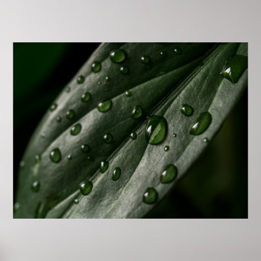 Leaf Pflanze Textur Tropfen Wasser Poster (Vorne)