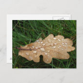 Leaf Postcard Postkarte (Vorne/Hinten)