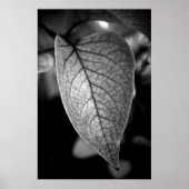 Leaf Poster (Vorne)