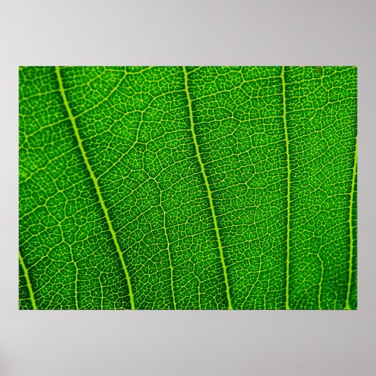 Leaf Poster (Vorne)