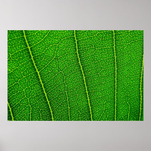 Leaf Poster (Vorne)