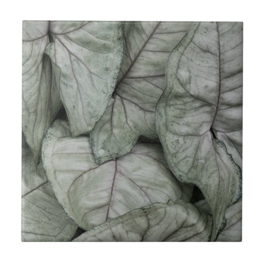 Leaf Print Fliese (Vorderseite)