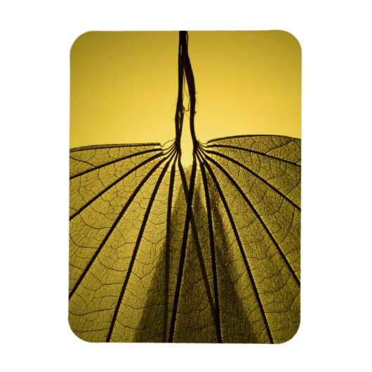 Leaf Skeleton Magnet (Vertikal)