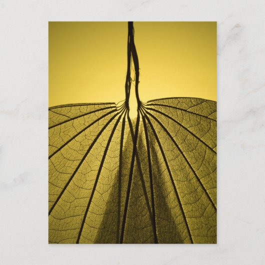 Leaf Skeleton Postkarte (Vorderseite)