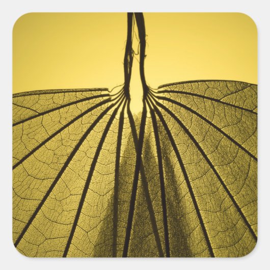 Leaf Skeleton Quadratischer Aufkleber (Vorderseite)