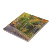 Leaf-Straße mit Herbstfarbe Fliese (Seite)