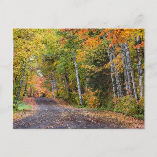 Leaf Streckenschotterstraße mit Herbstfarbe Postkarte (Vorderseite)