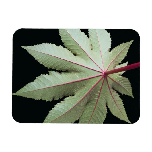 Leaf und Stem Magnet (Horizontal)