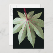 Leaf und Stem Postkarte (Vorne/Hinten)