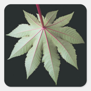 Leaf und Stem Quadratischer Aufkleber