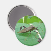 Leaffoted Bug (Acanthocephala fenorata) Items Magnet (Vorderseite/Rückseite)