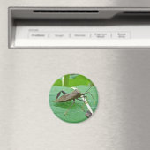 Leaffoted Bug (Acanthocephala fenorata) Items Magnet (In Situ (Geschirrspüler))