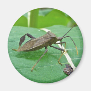 Leaffoted Bug (Acanthocephala fenorata) Items Magnet