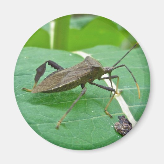Leaffoted Bug (Acanthocephala fenorata) Items Magnet (Vorne)