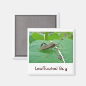 Leaffoted Bug (Acanthocephala fenorata) Items Magnet (Vorderseite/Rückseite)