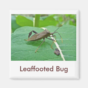 Leaffoted Bug (Acanthocephala fenorata) Items Magnet
