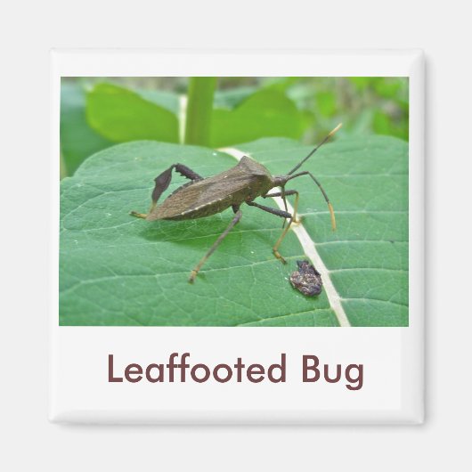 Leaffoted Bug (Acanthocephala fenorata) Items Magnet (Vorne)