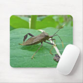 Leaffoted Bug (Acanthocephala fenorata) Items Mousepad (Mit Mouse)