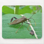 Leaffoted Bug (Acanthocephala fenorata) Items Mousepad (Vorne)