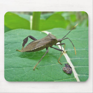 Leaffoted Bug (Acanthocephala fenorata) Items Mousepad
