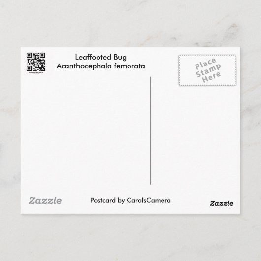 Leaffoted Bug (Acanthocephala fenorata) Items Postkarte (Rückseite)