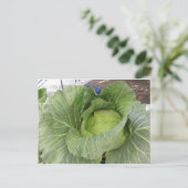 Leafy Cabbage Postkarte (Stehend Vorderseite)